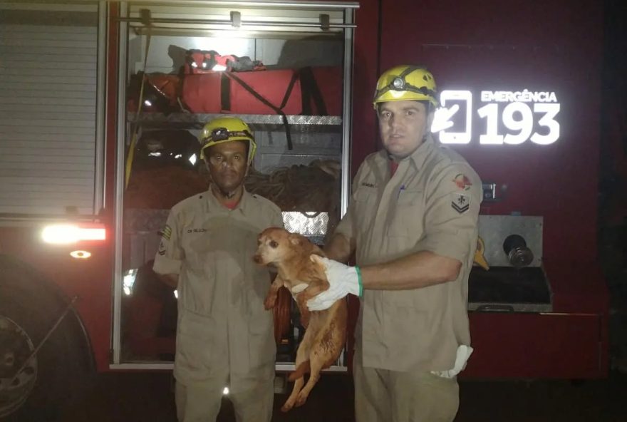 Bombeiros resgatam cachorro em Goianésia. (Foto: Bombeiros/Divulgaçao)