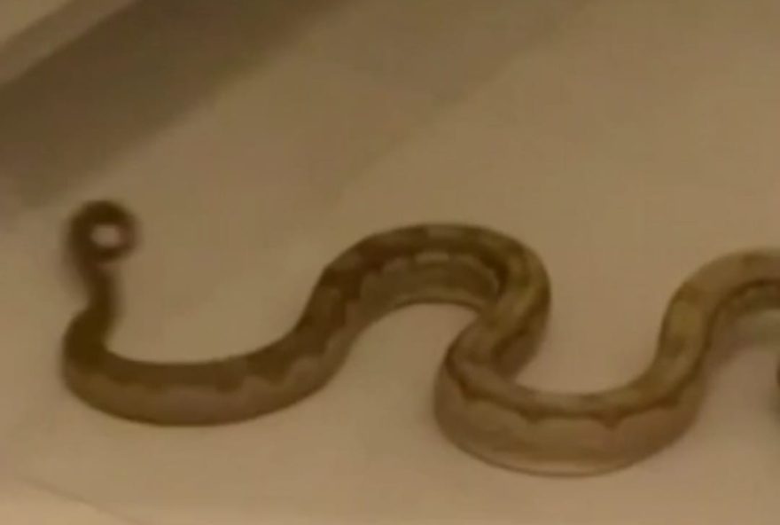 Moradores que encontraram a cobra em casa acionaram os Bombeiros. (Foto: Reprodução/TV Anhanguera)