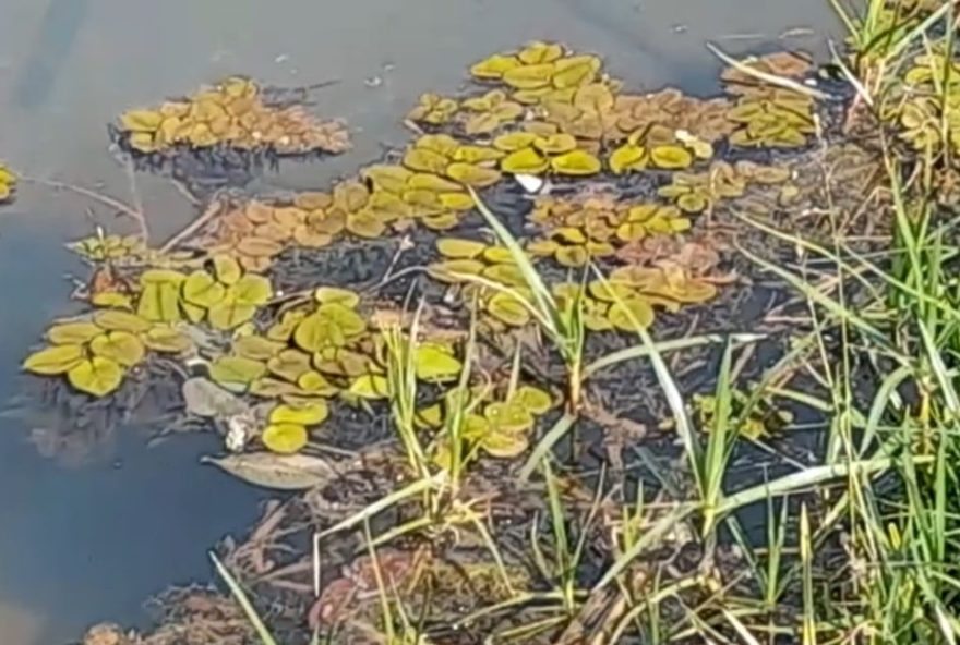 Plantas flutuantes flagradas no lago do Jardim Botânico em Goiânia Goiás (Foto: Reprodução: Anderson Costa)