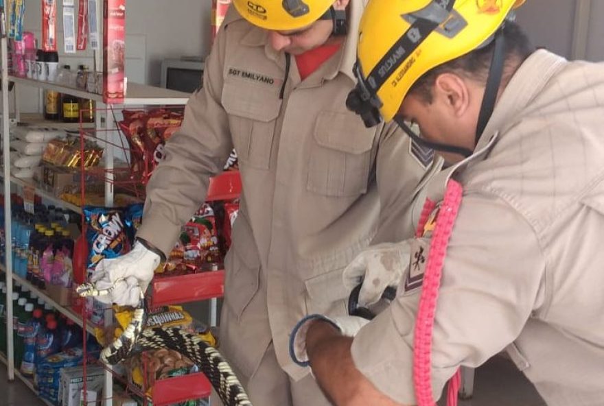 Cobra enorme é encontrada em caixa de cerveja, em Morrinhos (Foto: Divulgação / Corpo de Bombeiros)