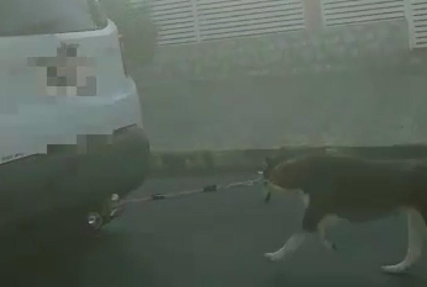 Cachorro estava sendo puxado por corda amarrada ao carro. (Foto: Reprodução)