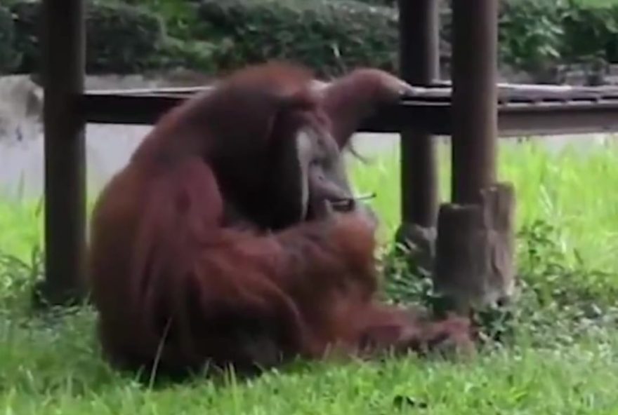 Orangotando Fumando em sua gaiola no zoológico