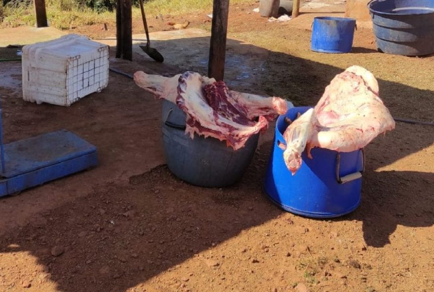 Carne de vaca encontrada no abatedouro clandestino. (Foto: Divulgação / BPM)