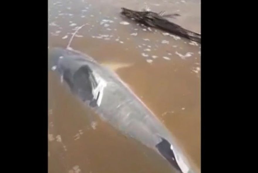 peixe piraíba São Miguel do Araguaia