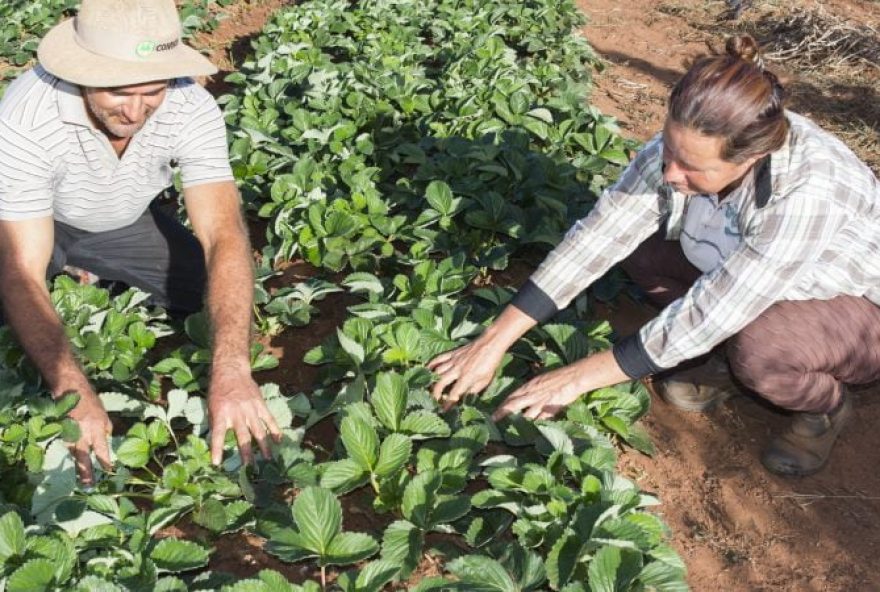 Agricultura