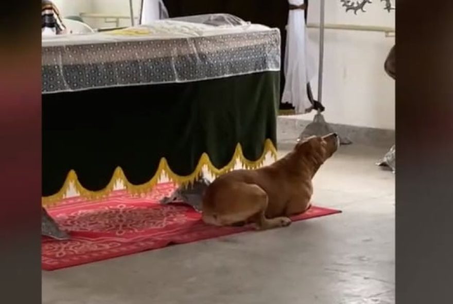 cachorro velório Espírito Santo