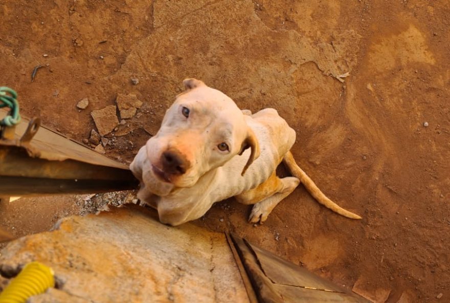 Cadela foi encaminhada para uma ONG e orecisa de um lar. (Foto: Divulgação/PC)