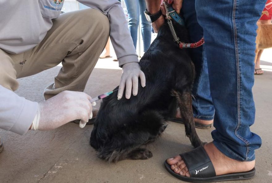 Moradores tem quatro semanas para imunizar pets. (Foto: Divulgação/Prefeitura de Aparecida de Goiânia)