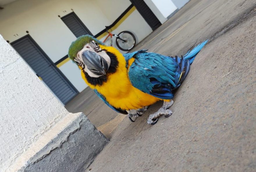 Entre os animais mais resgatados estão aves e mamíferos. (Foto: Divulgação/Prefeitura)