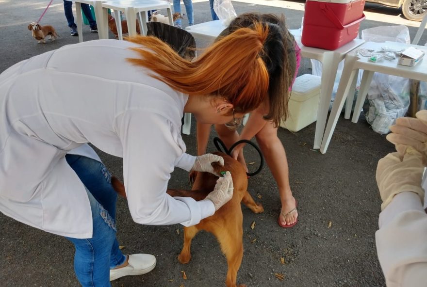 População precisa seguir regras para vacinar cães e gatos. (Foto: Divulgação/Prefeitura de Goiânia)