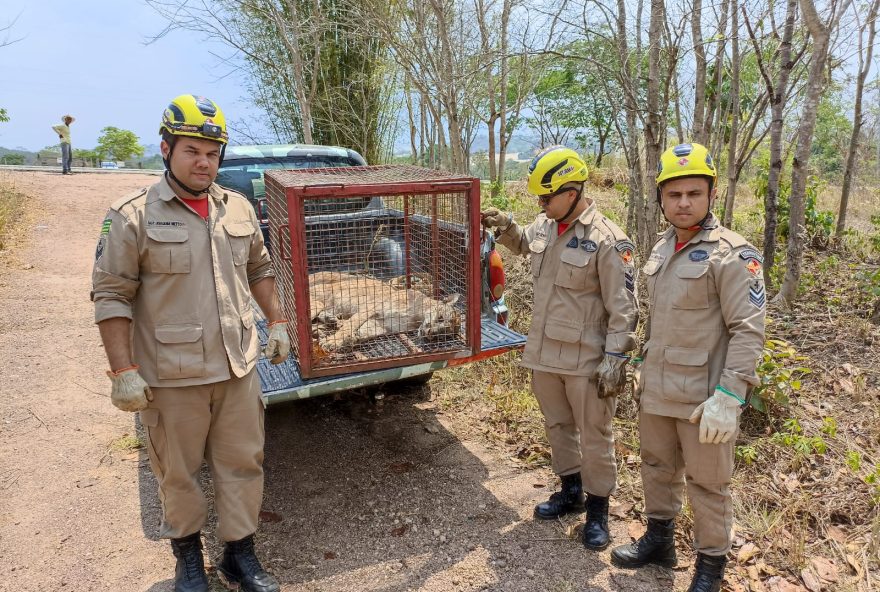 Amma resgatou 593 animais silvestres até maio de 2023