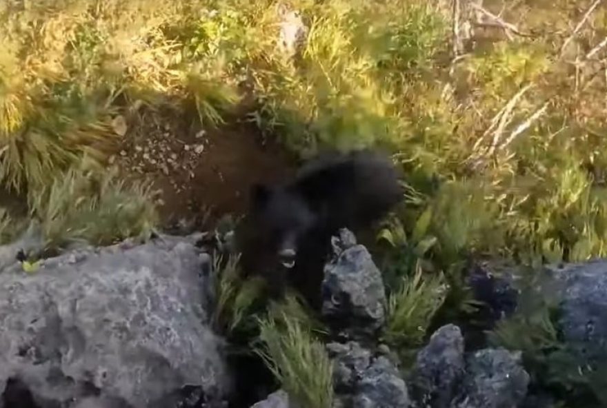 alpinista luta contra urso Japão