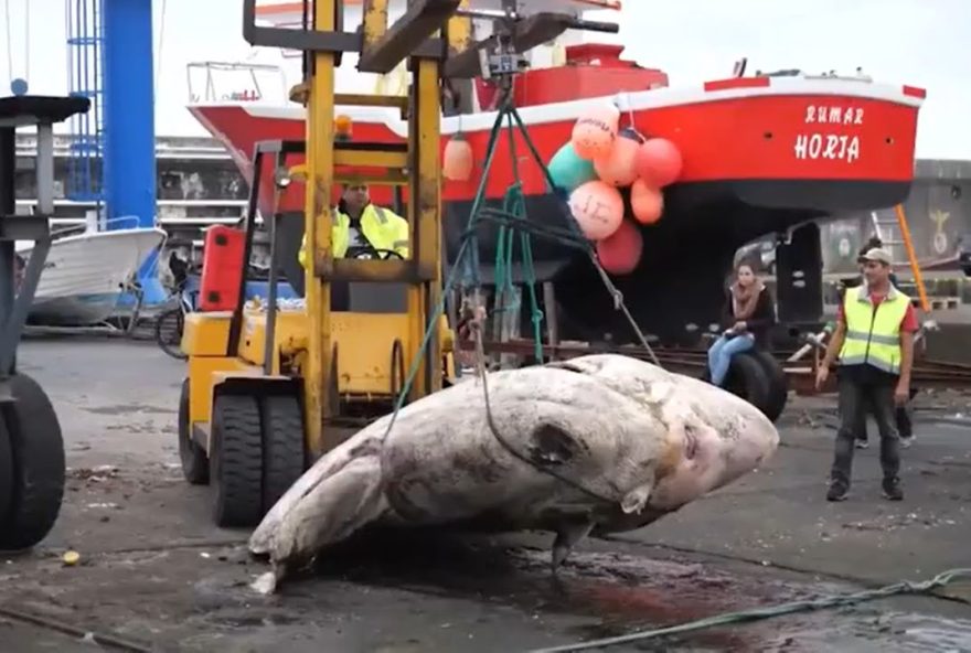 peixe ósseo gigante Portugal