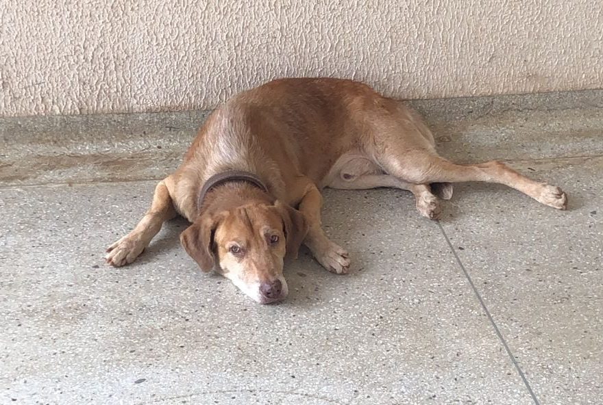 Cachorro aguardando o dono na UPA. (Foto: Arquivo pessoal)