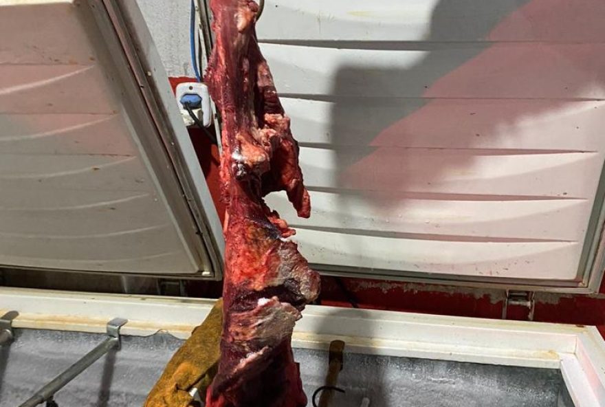 Vídeos mostram pedaços de carne com moscas à volta e ainda pendurados numa espécie de varal criado no equipamento. (Divulgação:PCGO)