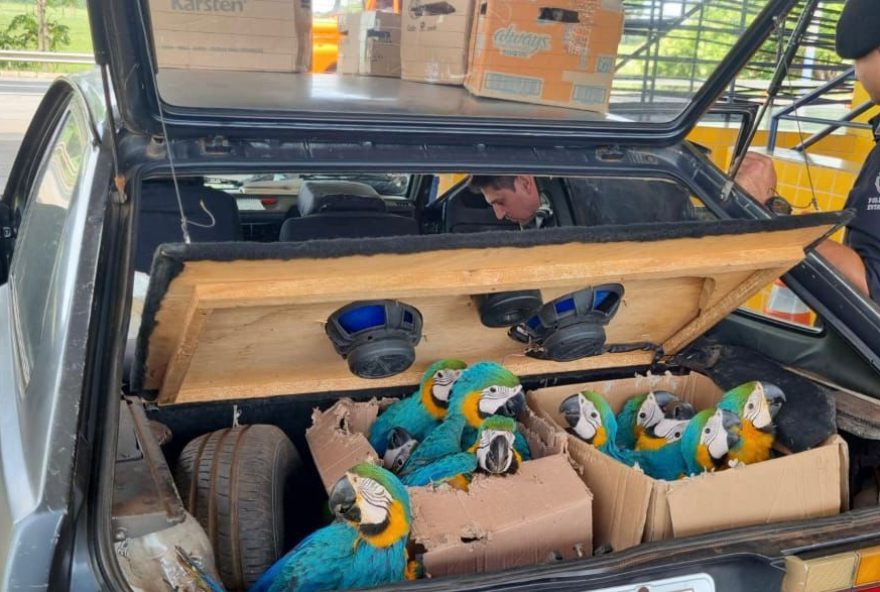 Filhotes estavam há pelo menos 12 horas na estrada dentro de caixas improvisadas e sacos plásticos no porta-malas de um gol. (Foto: Divulgação/PRF)