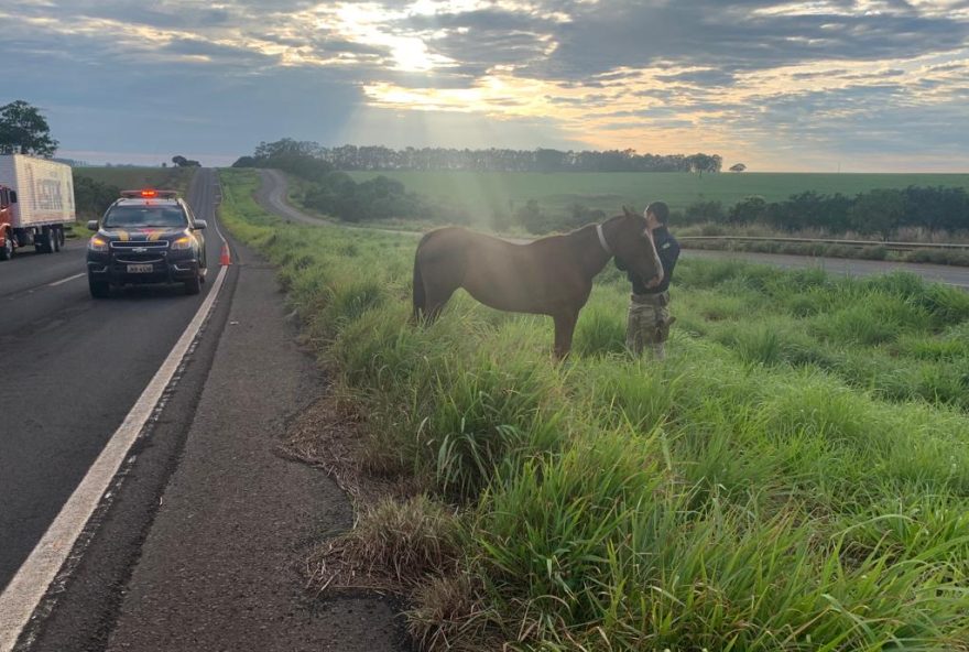 Animais passeavam no canteiro central da rodovia no sentido Rio Verde-Jataí quando foram encontrados pelos policiais. (Foto: PRF)