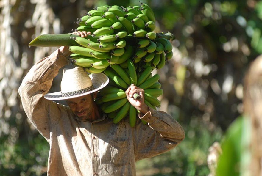 Horticultura está fora de contribuição ao Fundeinfra: medida evita reajustes de preço ao consumidor. (Foto: Secom/Governo de Goiás)