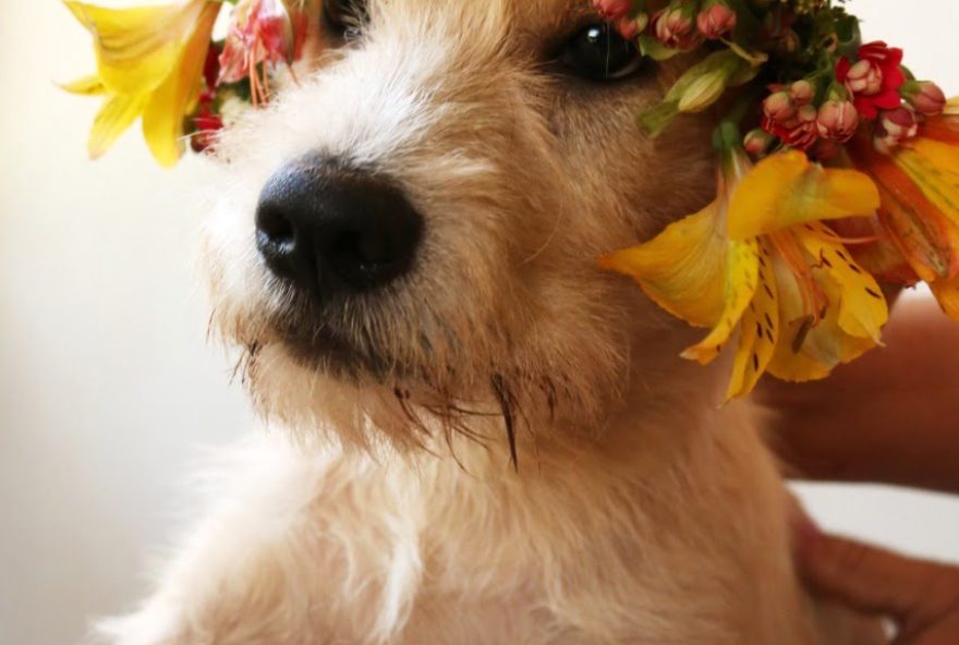 Grupo Vida Lata promove novo conceito de evento de adoção pet, neste domingo (27)