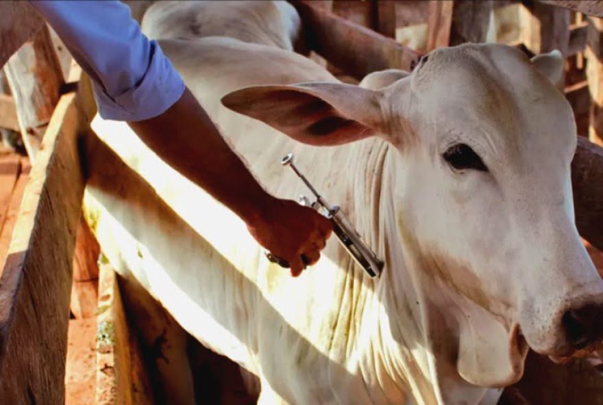 Alteração se estende ao prazo de calendário de declaração de vacinas. (Foto: Agrodefesa)