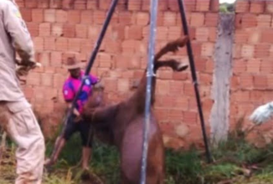 Vídeo: Em Luziânia, égua é resgatada após cair em fossa séptica