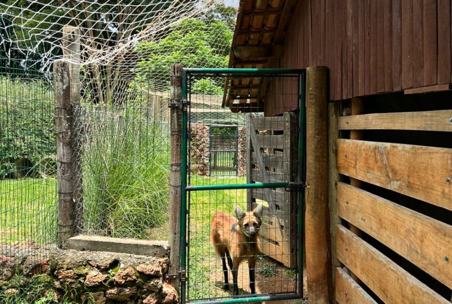 Zoológico de Goiânia recebe novo espaço para lobos-guará: local, adaptado para quatro animais da espécie, conta com pontos de fuga, barreiras visuais e cabeamentos novos (Divulgação/Fotos: Agetul)