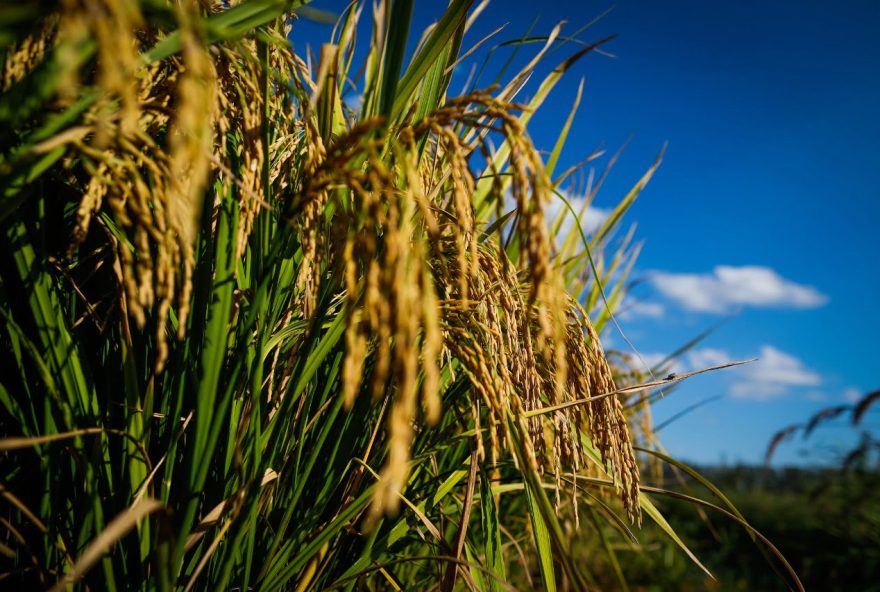 De janeiro a outubro deste ano, as exportações de arroz em Goiás cresceram 82,6% em comparação com o mesmo período de 2021.