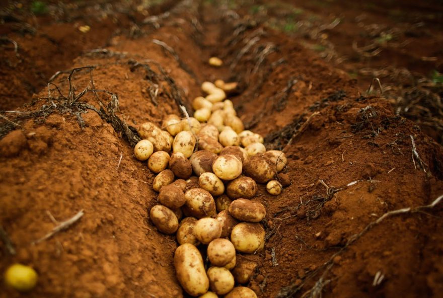 Em 2022, batata-inglesa tem maior projeção de alta percentual do Valor Bruto de Produção da agricultura, em Goiás: aumento de 220,9%, com resultado de R$ 718,7 milhões