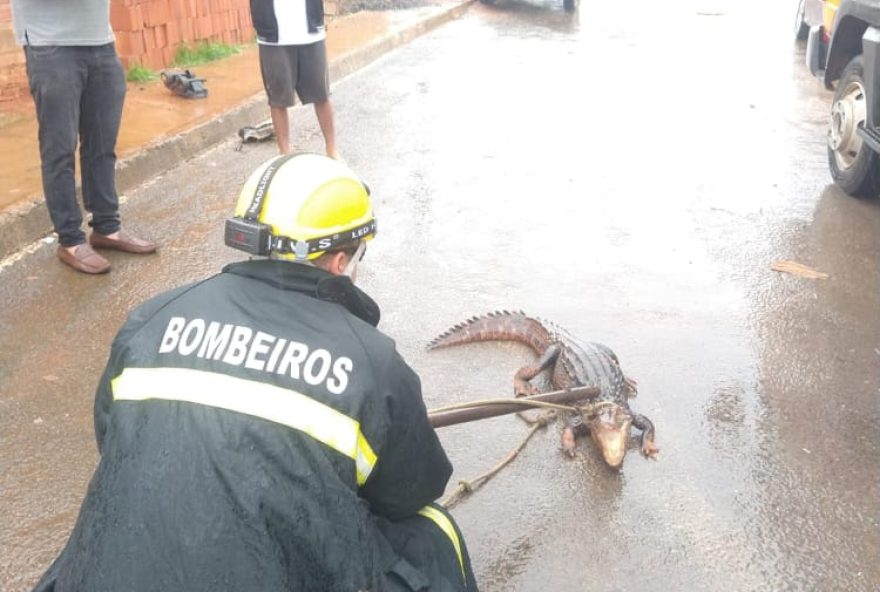 Vídeo: Bombeiros resgatam jacaré em rua de Formosa