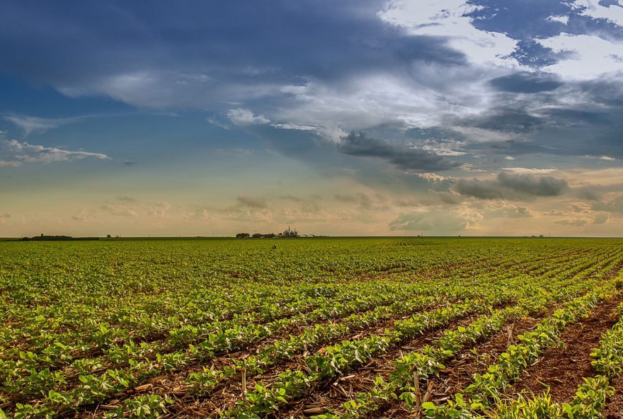 PIB goiano cresce 5,5% no terceiro trimestre de 2022; resultado foi alavancado pelos setores agropecuário e industrial com alta de 6% e 8%, respectivamente (Foto: Enio Tavare)