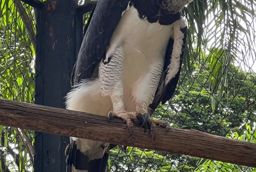 Zoológico de Goiânia recebe ave Harpia macho, e expectativa é reproduzir espécie em cativeiro