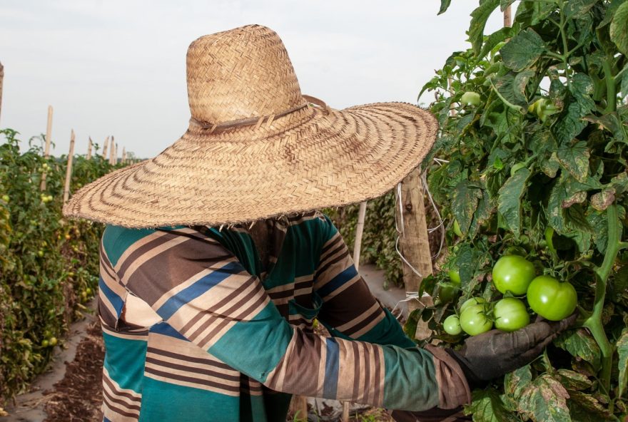 Agronegócio goiano fecha 2022 com saldo positivo de 5.973 novas vagas com carteira assinada, sendo 2,8 mil na produção de lavouras temporárias. (Reprodução/Enio Tavares/Seapa)