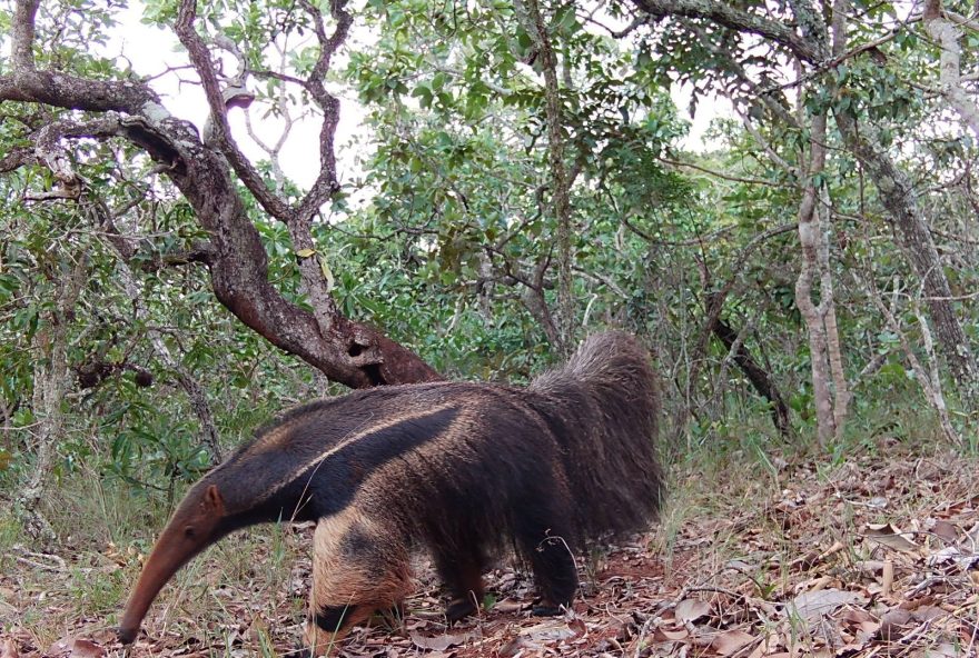 76 câmeras são instaladas para monitorar a fauna silvestre em cinco cidades de Goiás