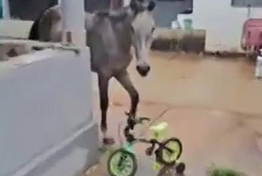 Paulo conta no vídeo que estava lavando o carro no quintal e deixou o portão aberto enquanto foi ao banheiro, e ao voltar, encontrou o cavalo e o potro passeando no quintal