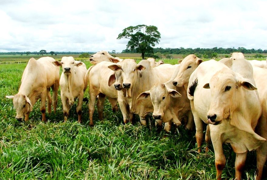 Goiás espera o rápido restabelecimento das exportações de carne