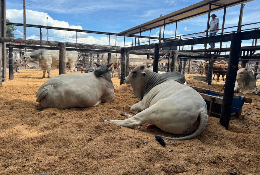 O grupo Otávio Lage participa da feira com exposição de animais da marca Nelore OL