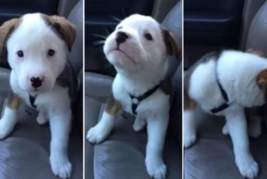 Cachorrinho não gostou da sensação. (Foto: Reprodução/Metrópoles)