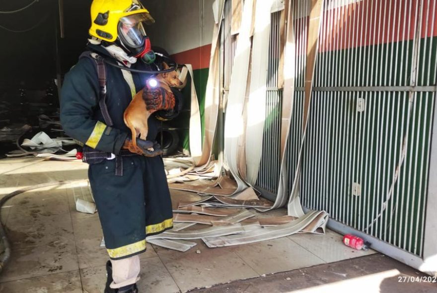 Cachorrinho salvo pelo Corpo de Bombeiros. (Foto: Divulgação/Corpo de Bombeiros)