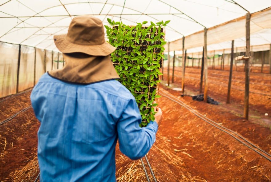 Setor agropecuário goiano criou 4.814 vagas de emprego com carteira assinada no mês de março, destaque para produção de sementes e mudas certificadas.
(Foto: Wenderson Araujo/CNA)