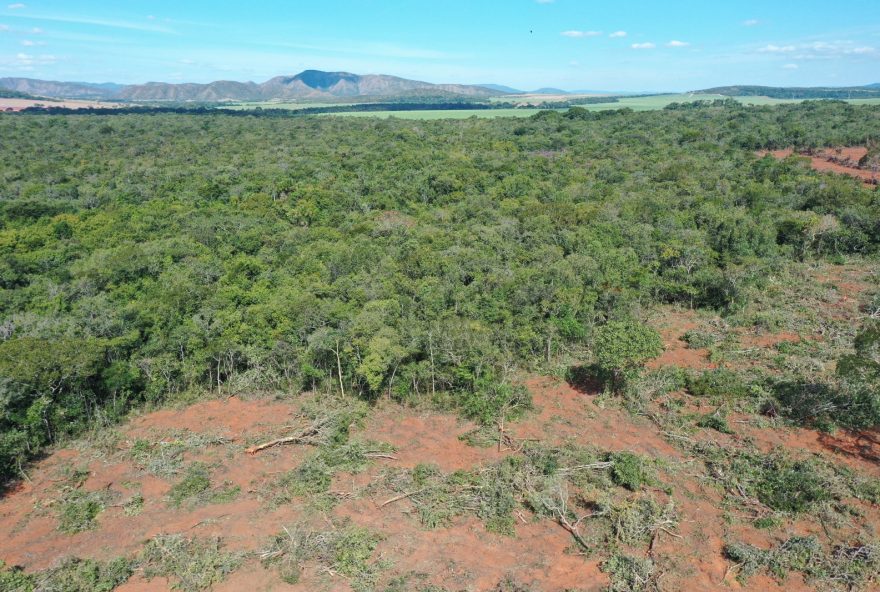 Fiscais impediram desmatamento de 150 hectares de vegetação de Cerrado em Vila Propício (Foto: Semad)