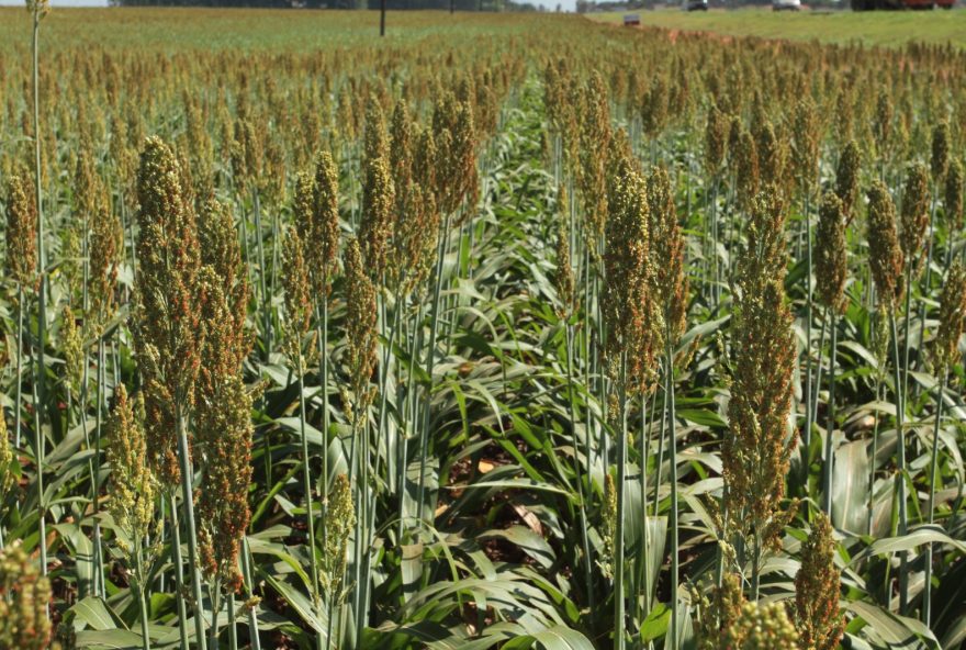 Lavouras de sorgo