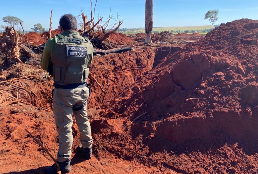 Plataforma vencedora em 2022 hoje é protagonista no combate ao desmatamento