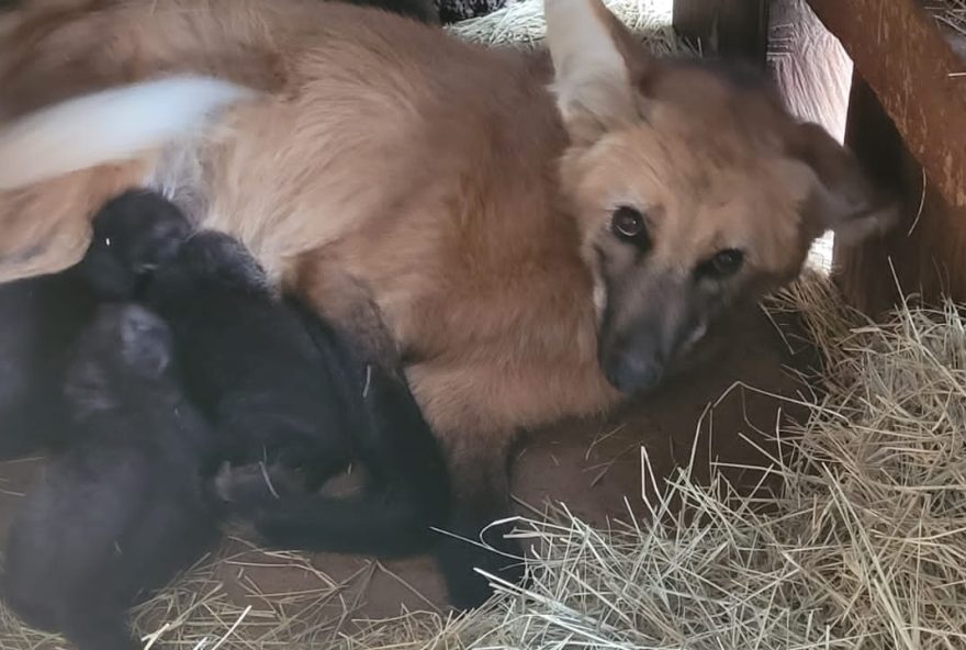 Filhotes de lobo-guará nascem no Zoológico de Goiânia: três machos e uma fêmea recebem cuidados da mãe, a loba-guará Catarina, e são assistidos por equipe técnica da unidade.
(Foto:Agetul)