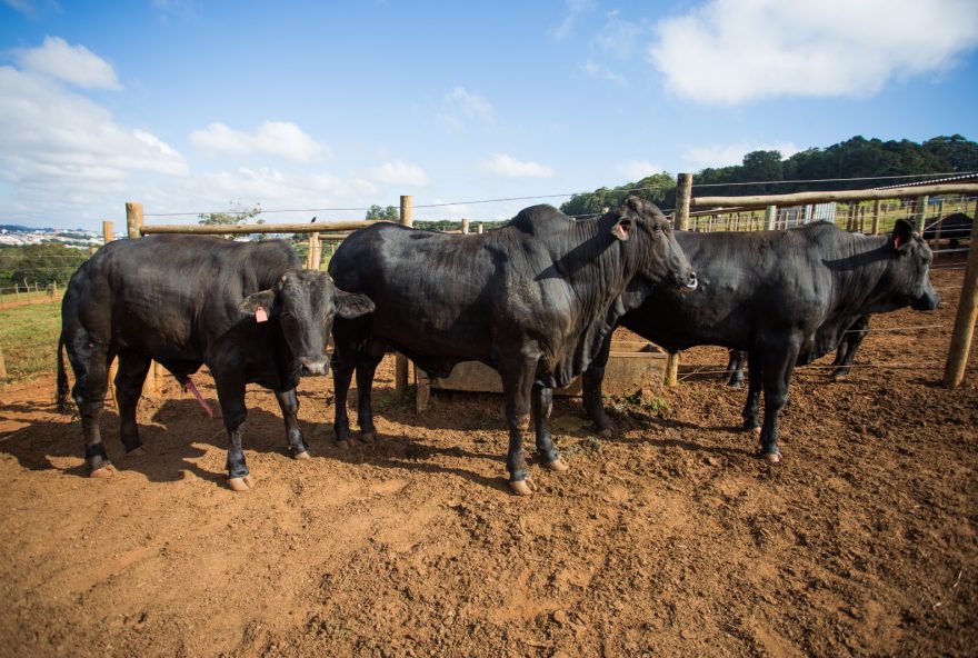 Pecuaristas têm até sexta-feira,30, para declararem vacinação contra raiva e rebanho junto à Agrodefesa.
(Foto:Tony Oliveira/CNA)