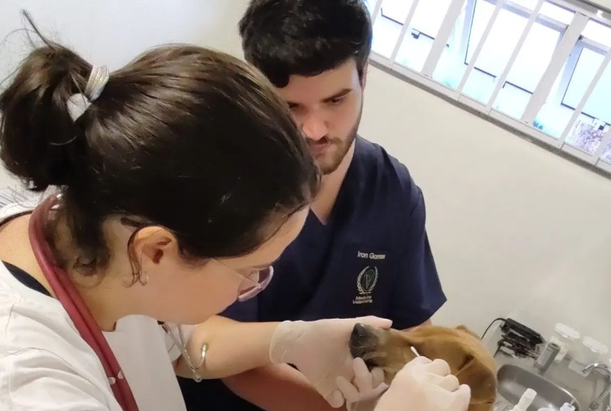 Prefeitura de Goiânia duplica o número de castrações de animais na Upavet: Em junho, Unidade de Pronto Atendimento Animal chegou a realizar 85 cirurgias em cães e gatos 
(Fotos: Reprodução/ Amma)