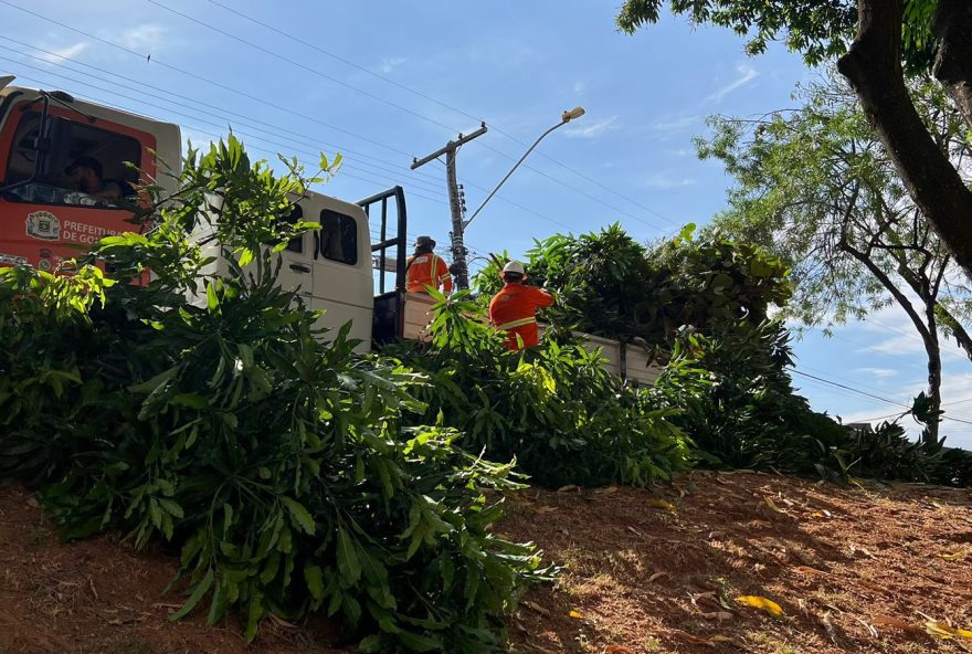 Serviços de limpeza pública e urbanização chegam a 120 setores nesta segunda-feira (24/07): colaboradores da Comurg fazem as atividades de roçagem do mato alto, poda preventiva e programada de árvores, remoção de entulhos e varrição. Expediente do dia ainda inclui manutenção nas praças e canteiros, coleta seletiva, orgânica e Cata-treco. 

(Fotos: Rafael Messias e Luciano Magalhães)