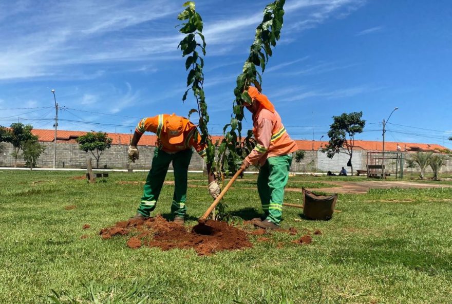 Goiânia ganha 25 mil mudas, entre árvores e arbustos, em sete meses: Prefeitura objetiva plantio de mais 47 mil produzidas pela Comurg
(Fotos: Luciano Magalhães)