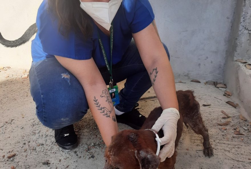 Coleiras com inseticidas para repelir o vetor da leishmaniose são uma importante medida preventiva contra a doença
(Foto: Reprodução/ SES)