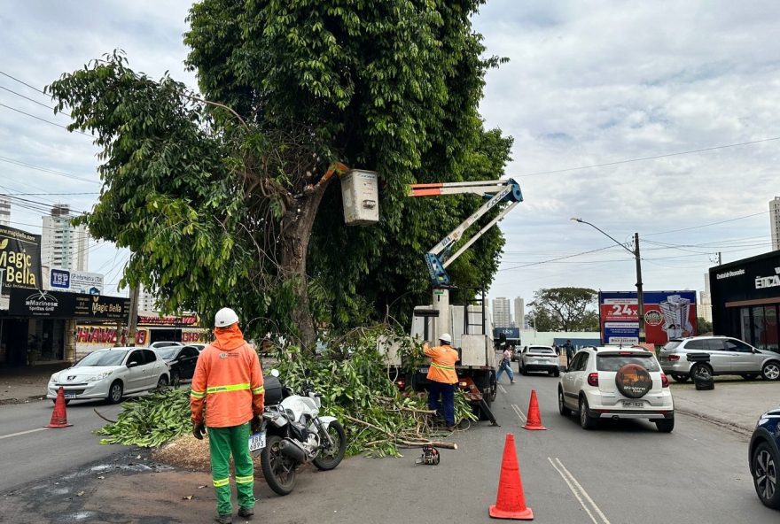 Prefeitura de Goiânia inicia nesta segunda-feira (21/8) a retirada de 112 jamelões na Avenida Antônio Fidélis, no Parque Amazônia
(Fotos: Luciano Magalhães Diniz)