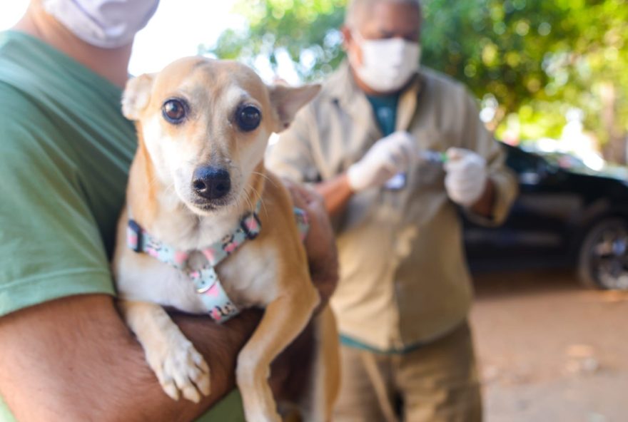 Primeiro dia da Campanha de Vacinação Antirrábica em Goiânia imuniza mais de 28 mil animais, sendo 24.898 cachorros e 3.859 gatos (Foto: SMS)